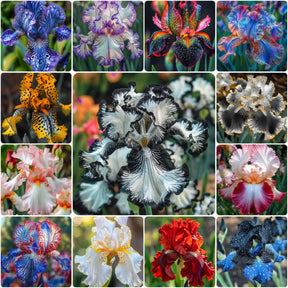 BloomAura – Exotic Tall Bearded Iris Flower