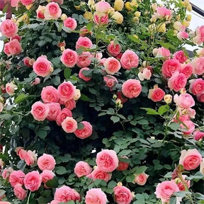 BloomVine – Beautiful Climbing Rose Seeds