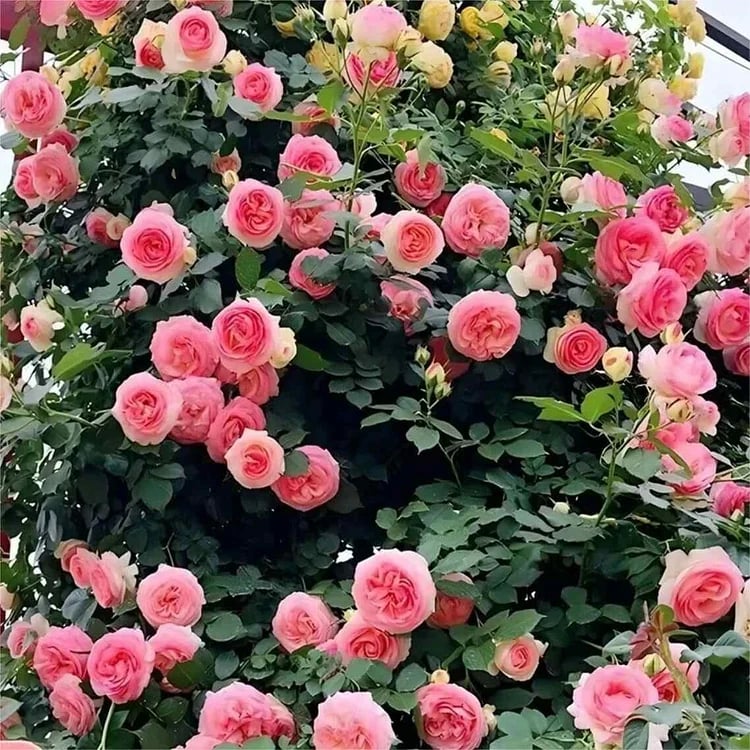 BloomVine – Beautiful Climbing Rose Seeds