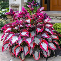 GardenÉlan – Rare Hosta Seeds for Home Gardens (100 Seeds)