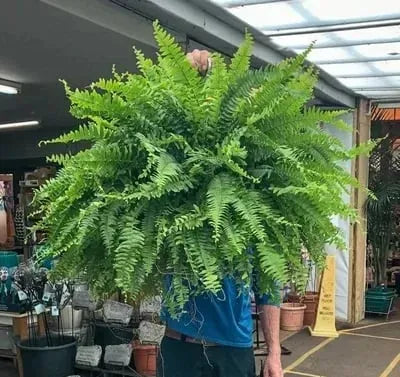 LeafLuxe – Realistic UV Protected Artificial Boston Fern