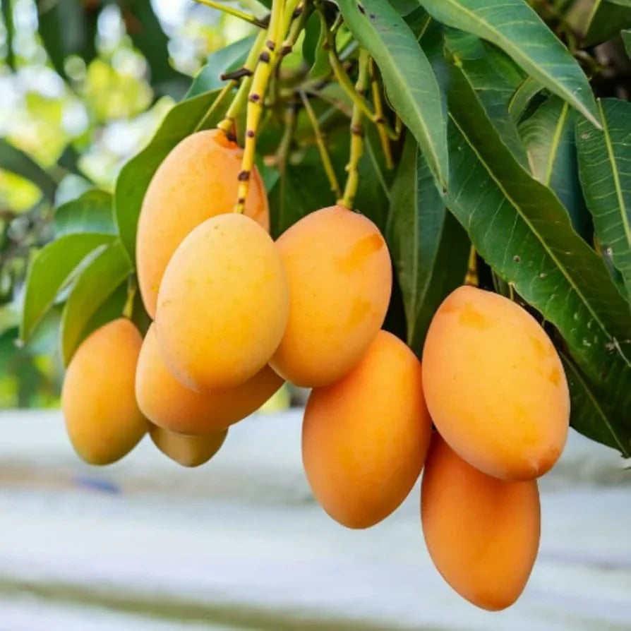 MangoMajesty – Tropical Grow Kit