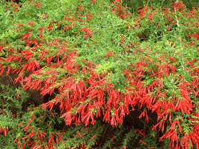 FloraAura "Hummingbird Carpet" – Epilobium garrettii Rainbow Burst Seeds