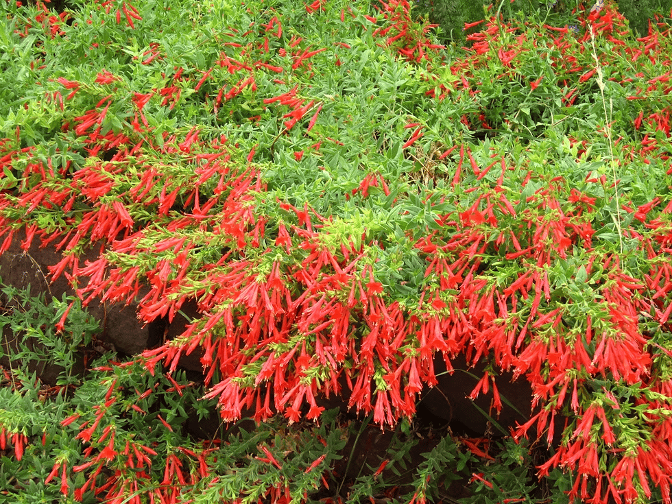 FloraAura "Hummingbird Carpet" – Epilobium garrettii Rainbow Burst Seeds