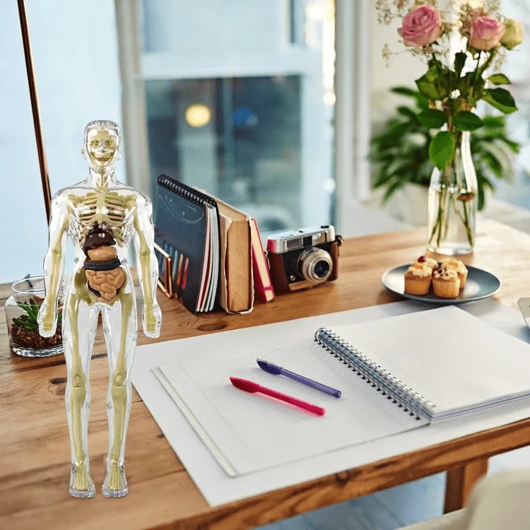 SmartSkeleton – Fun Stem Anatomy Model for Kids