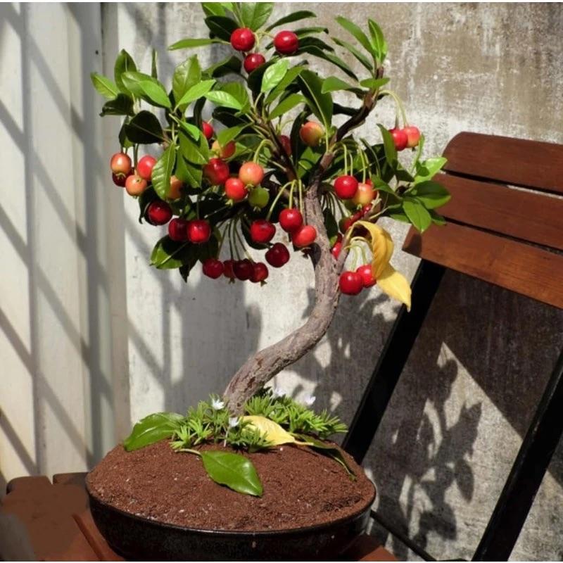 GardenDelight - Cherry Tree Kit