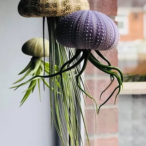 AquaBloom – Hanging Air Plant Jellyfish