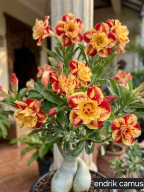 FloraOasis – Premium Desert Rose Plant Seeds