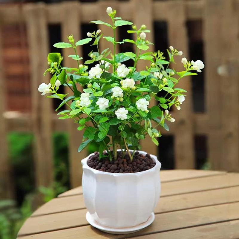 Bloomora – 100 Non-GMO Fragrant Climbing Jasmine Seeds