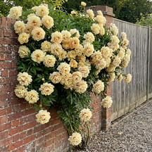 🌸 Rare Climbing Peony Bulbs🪴Big Full Blooms, Cold Hardy Perennial, Easy to Grow Garden Favorite