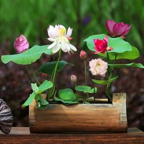LotusBloom – The Sacred Bonsai Bowl Lotus Flower