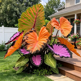 ColorBloom – Giant Multi-Color Caladiums Bulbs