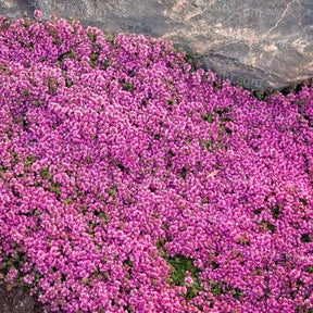 ThymeCreep – Optimal Ground Cover Seeds