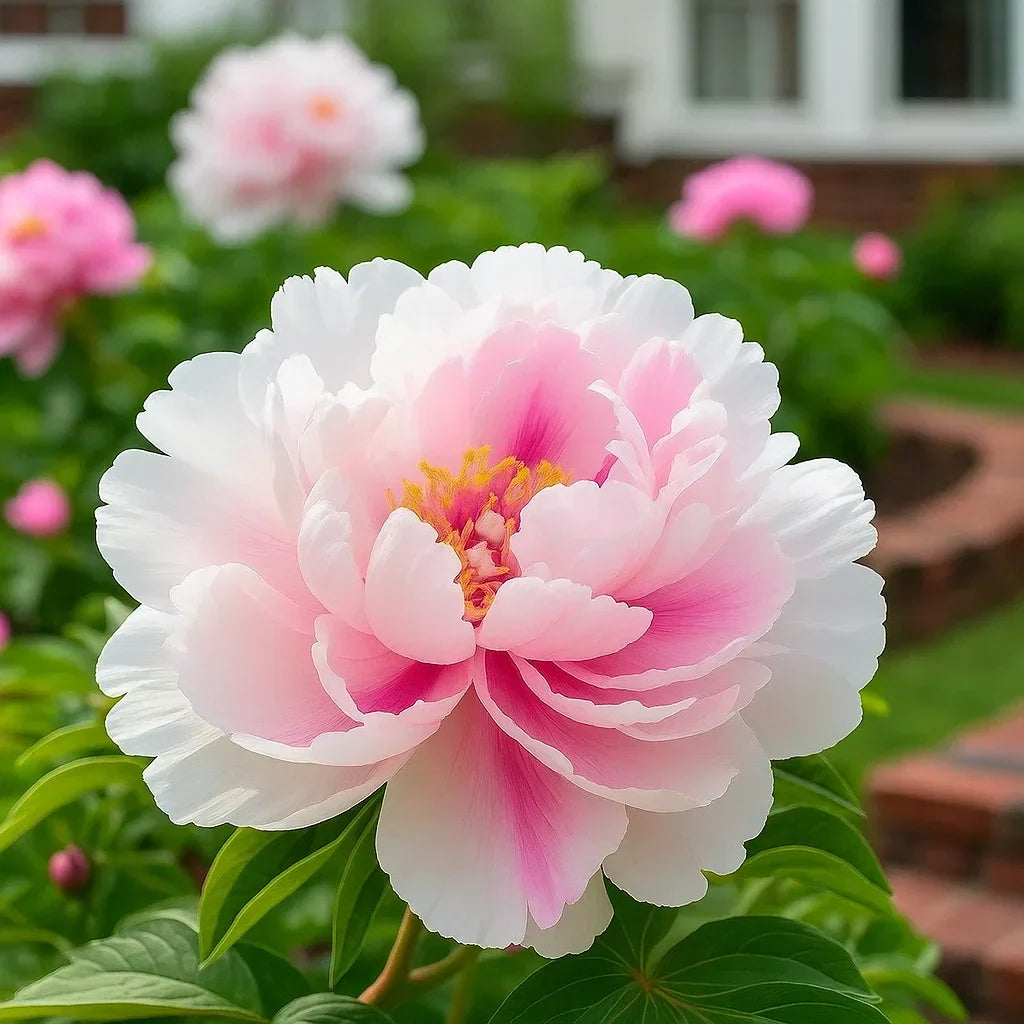 RoyalPetal – Luxury Garden Peonies