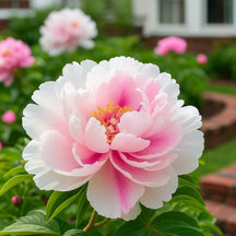 RoyalPetal – Luxury Garden Peonies