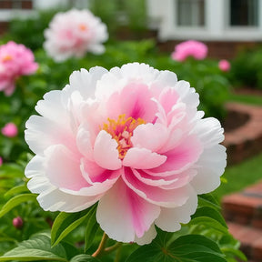 RoyalPetal – Luxury Garden Peonies