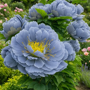 RoyalPetal – Luxury Garden Peonies