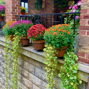 GreenRail – Space-Saving Hanging Planter