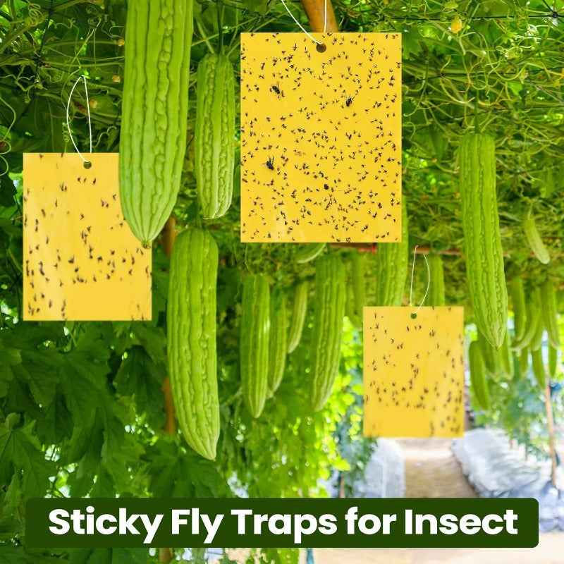 InsectLock – Ultra Sticky Pest Traps