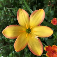 PetalBurst - Fast Bloom Flower Bulbs