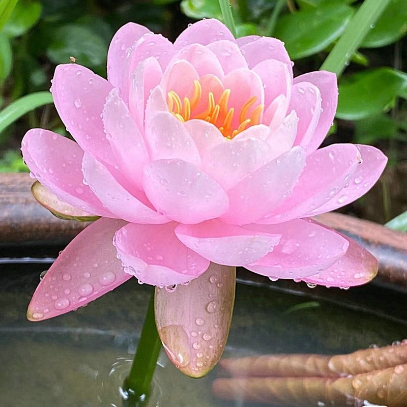LotusBloom – The Sacred Bonsai Bowl Lotus Flower