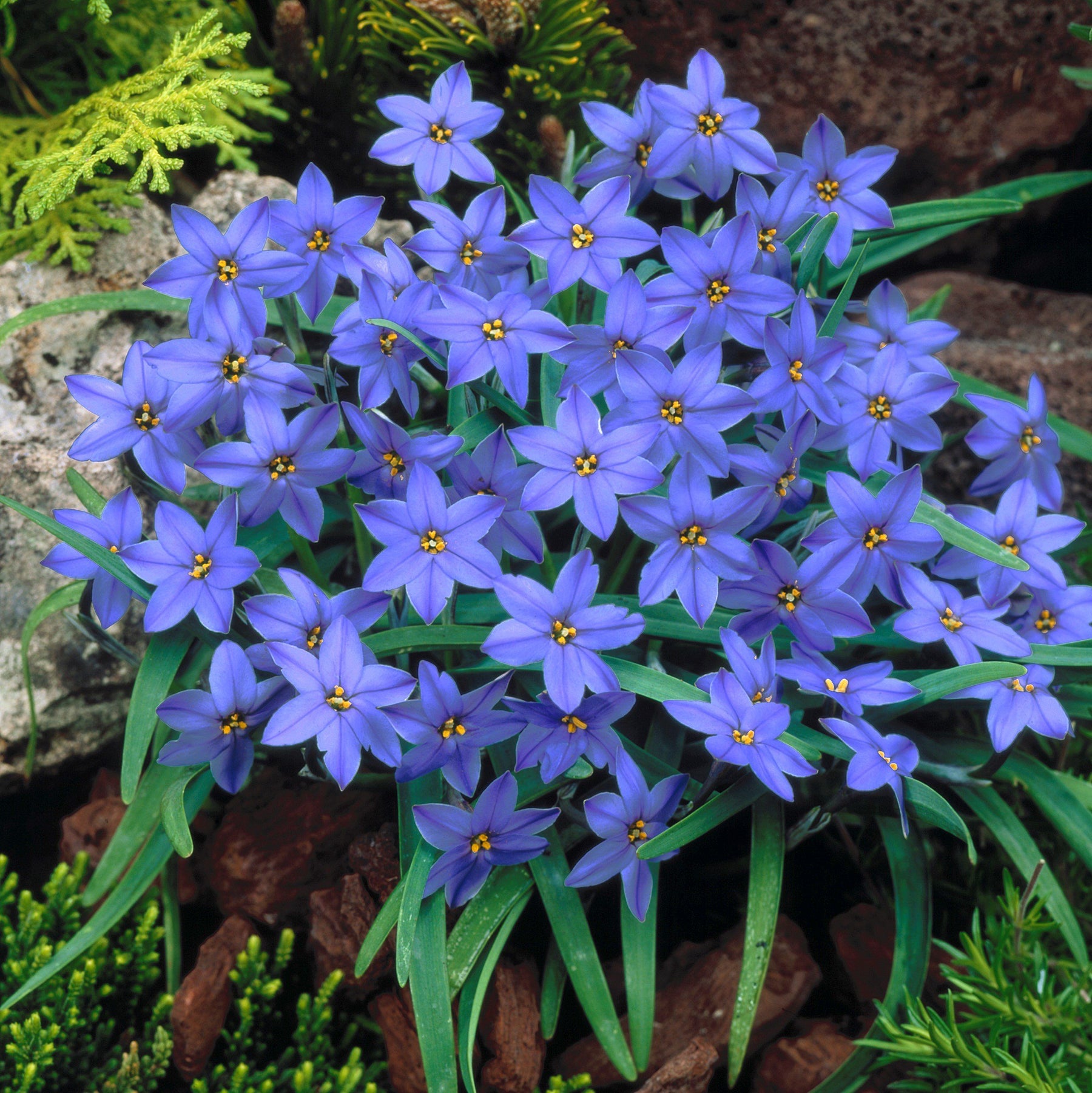 PetalBurst - Fast Bloom Flower Bulbs