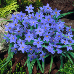 PetalBurst - Fast Bloom Flower Bulbs