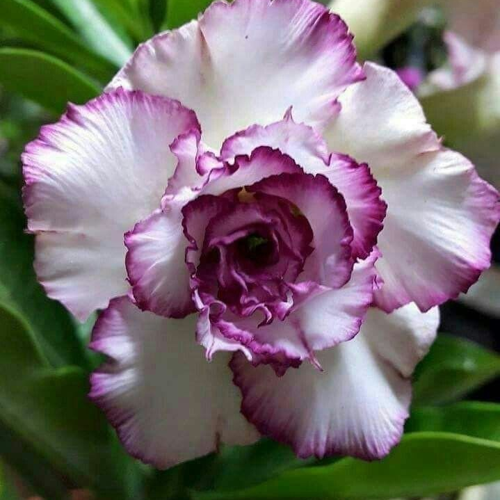 FloraOasis – Premium Desert Rose Plant Seeds