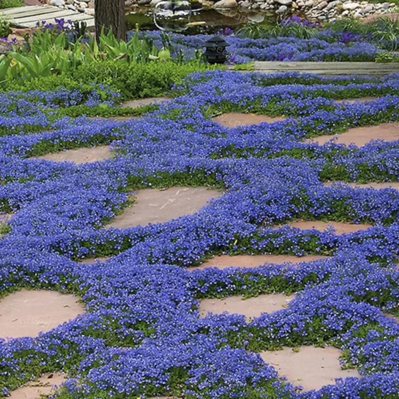 ThymeCreep – Optimal Ground Cover Seeds