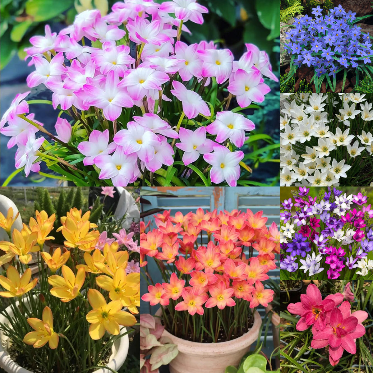 PetalBurst - Fast Bloom Flower Bulbs
