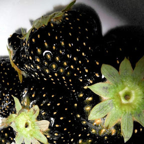 GardenCore – Rare Black Strawberry Seeds