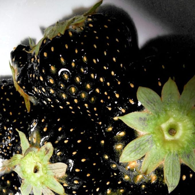 GardenCore – Rare Black Strawberry Seeds