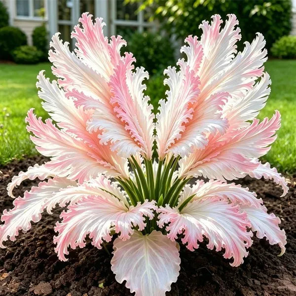 GardenGrace – Swan Feather Hosta Bulbs Collection