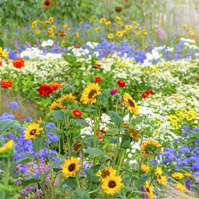 FloraBurst – Mixed Perennial Flower Seeds Collection
