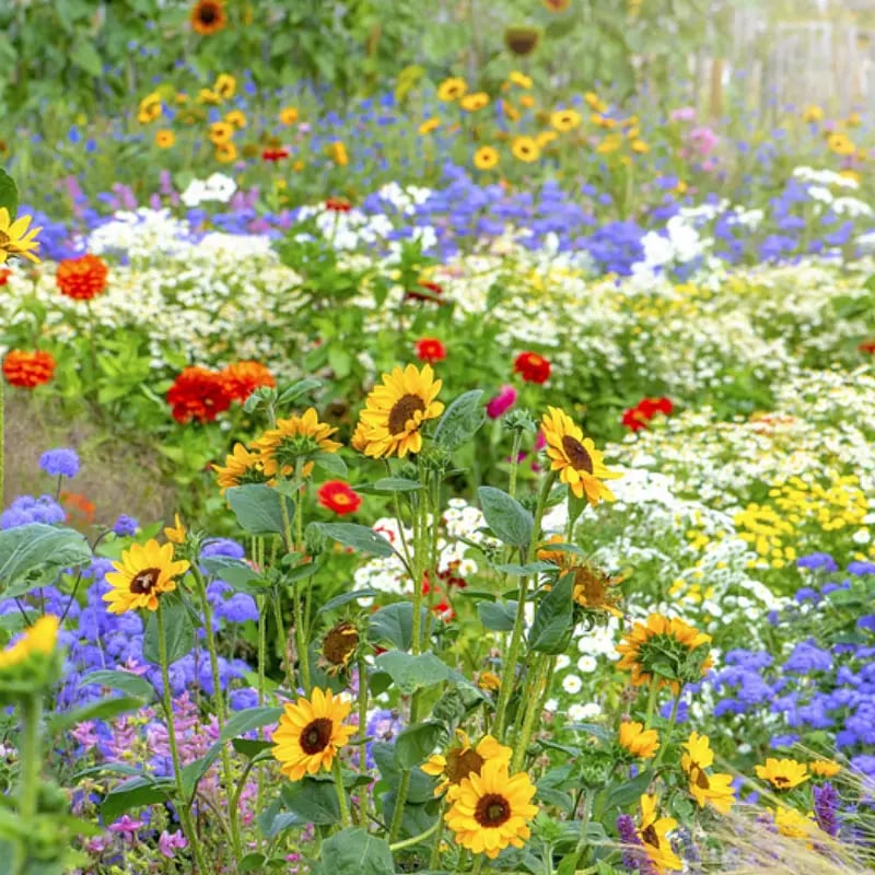 FloraBurst – Mixed Perennial Flower Seeds Collection