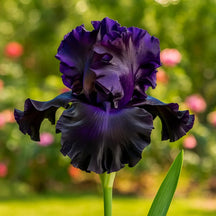 BloomAura – Exotic Tall Bearded Iris Flower