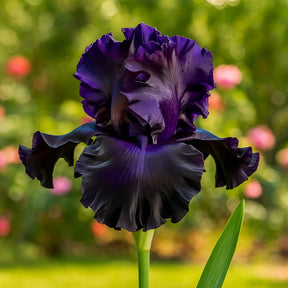 BloomAura – Exotic Tall Bearded Iris Flower