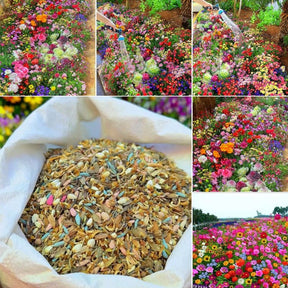 FloraBurst – Mixed Perennial Flower Seeds Collection