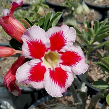 SunRose Garden – Desert Bloom Seeds