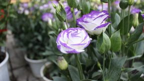 BloomRidge – Hardy Perennial Lisianthus Seeds