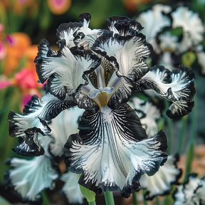 BloomAura – Exotic Tall Bearded Iris Flower