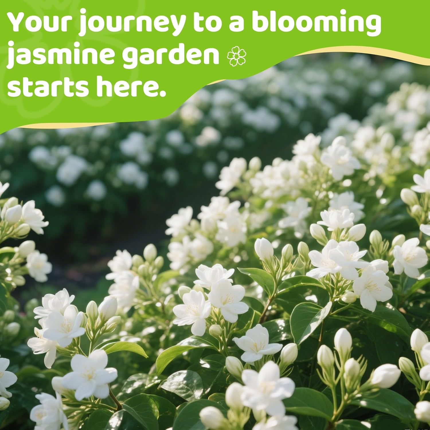 BloomWhisper – Frost-Hardy Jasmine Seeds