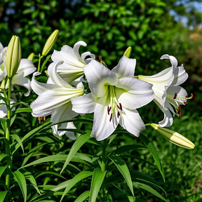 🌺Perfume Lily Bulbs—Fresh and Sweet