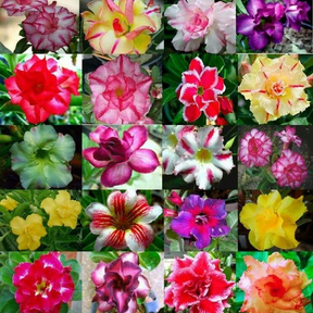 SunRose Garden – Desert Bloom Seeds