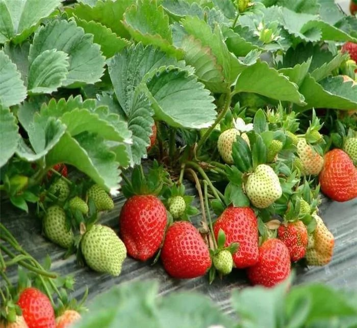 HarvestBerry – Garden Strawberry Seeds