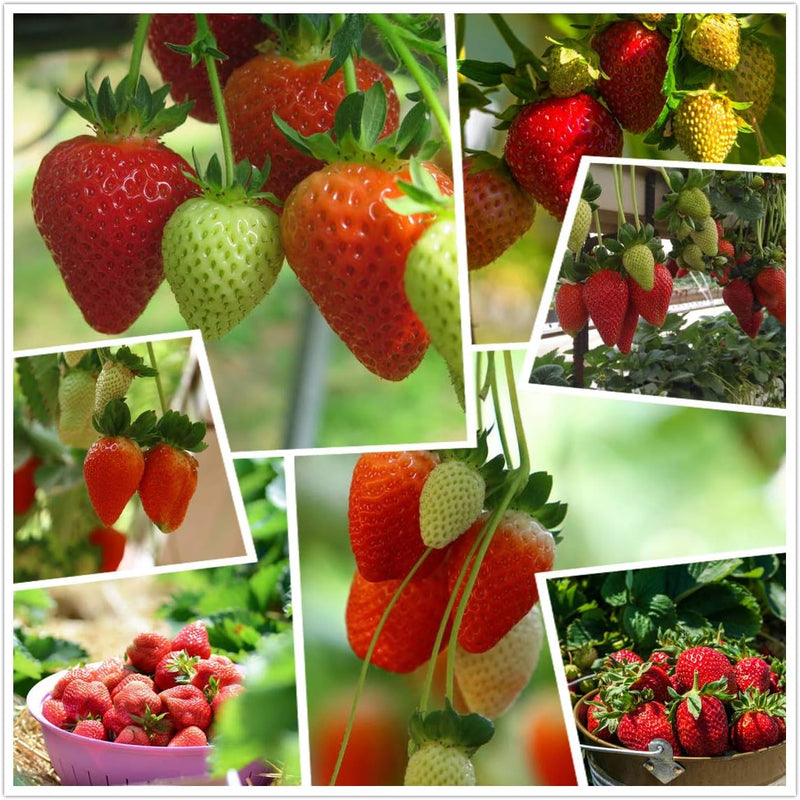 HarvestBerry – Garden Strawberry Seeds