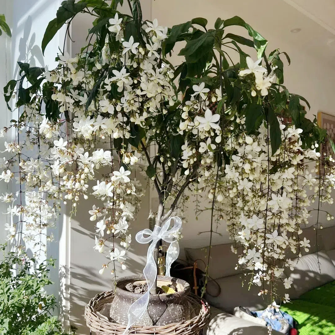 WinterBloom – Winter-Friendly Hanging Jasmine Plant