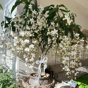 WinterBloom – Winter-Friendly Hanging Jasmine Plant