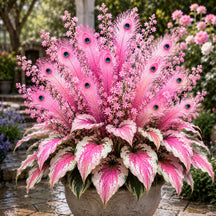 FlameFeather – Peacock Hosta Bulbs