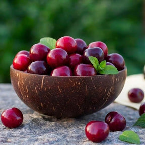 🍒 (New Harvest) Sweet Cherry Seeds 🌿Pre-Primed for High Germination (99% Germination)